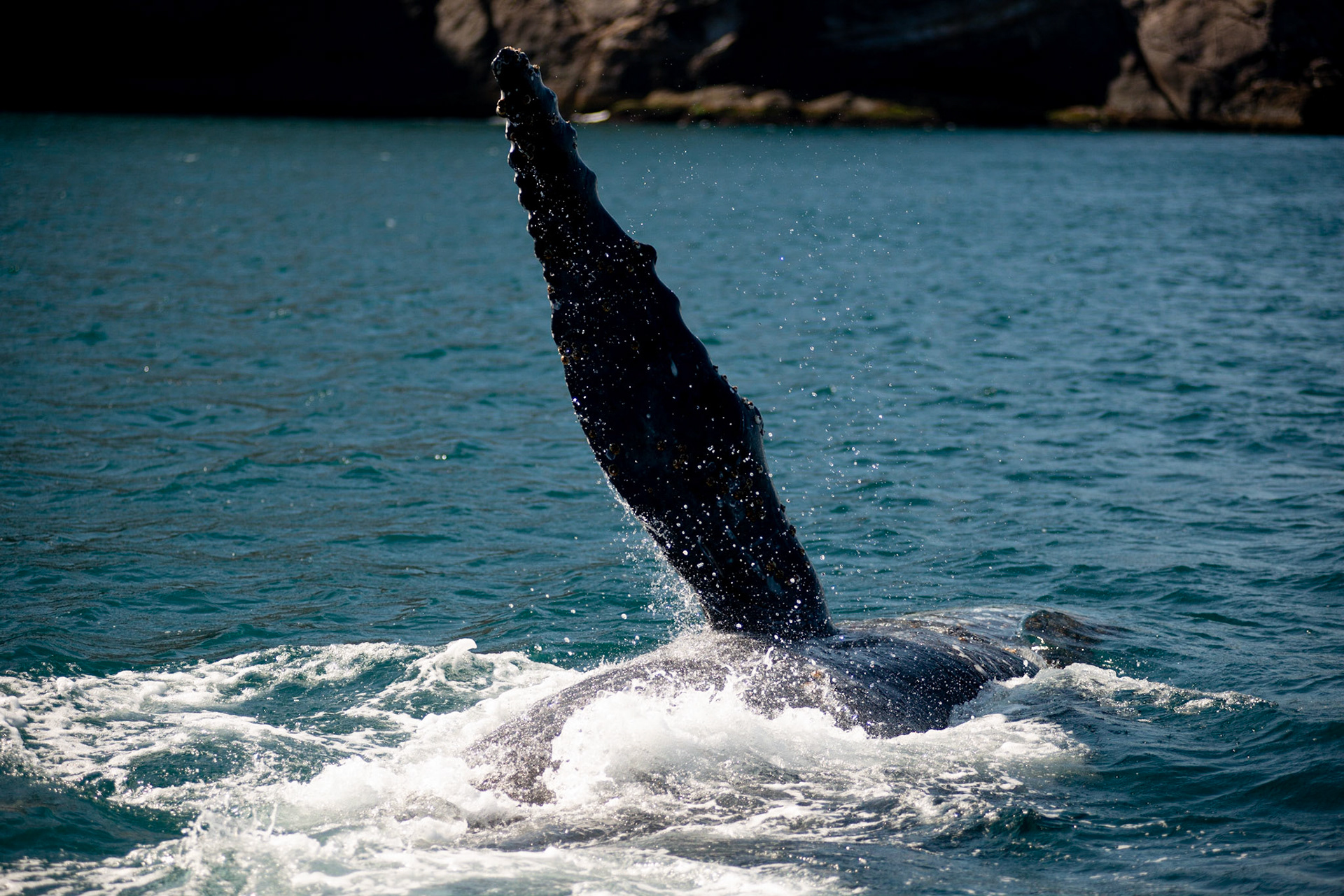 AVISTAMENTO DE BALEIAS JUBARTE EM ARRAIAL DO CABO, BRASIL, EM 28-07-2022