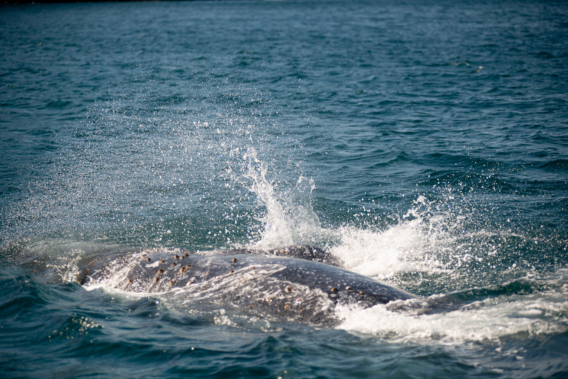 AVISTAMENTO DE BALEIAS JUBARTE EM ARRAIAL DO CABO, BRASIL, EM 28-07-2022