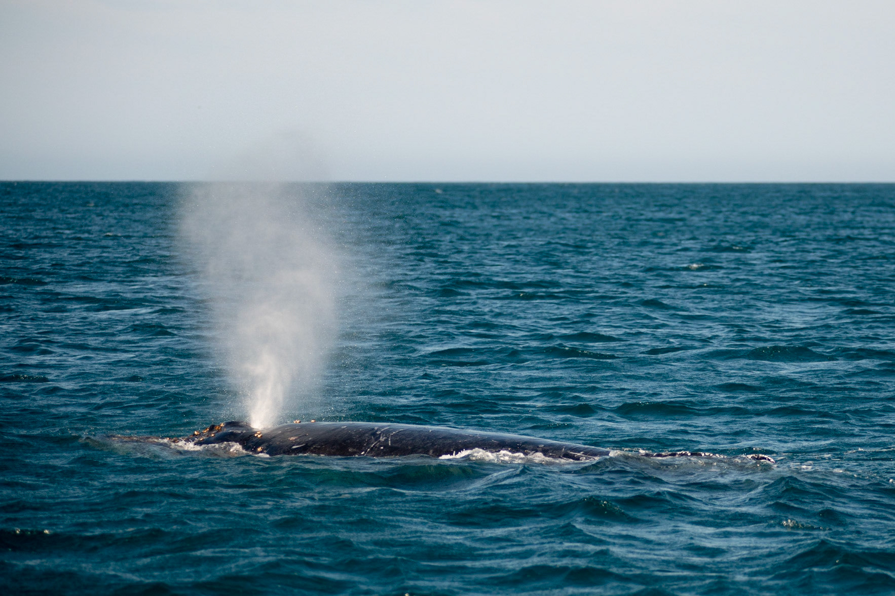 AVISTAMENTO DE BALEIAS JUBARTE EM ARRAIAL DO CABO, BRASIL, EM 28-07-2022
