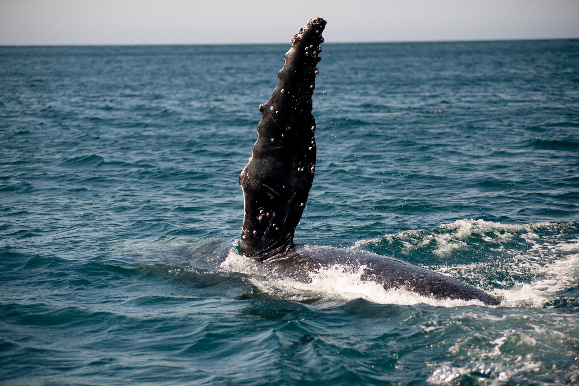 AVISTAMENTO DE BALEIAS JUBARTE EM ARRAIAL DO CABO, BRASIL, EM 28-07-2022