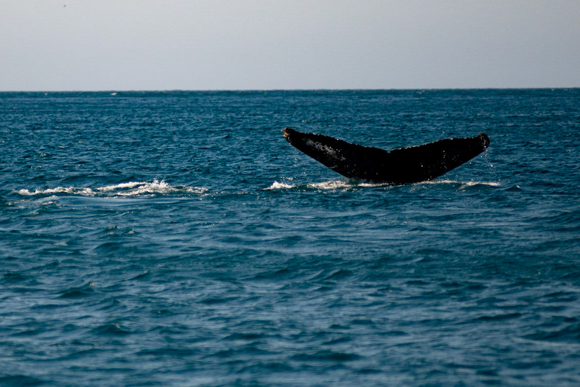 AVISTAMENTO DE BALEIAS JUBARTE EM ARRAIAL DO CABO, BRASIL, EM 28-07-2022