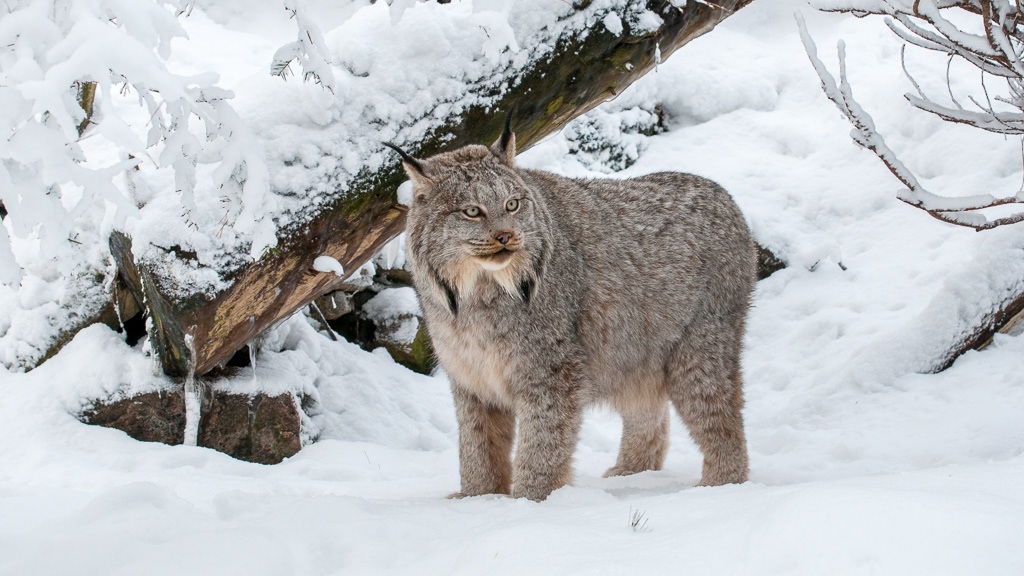Canada Lynx