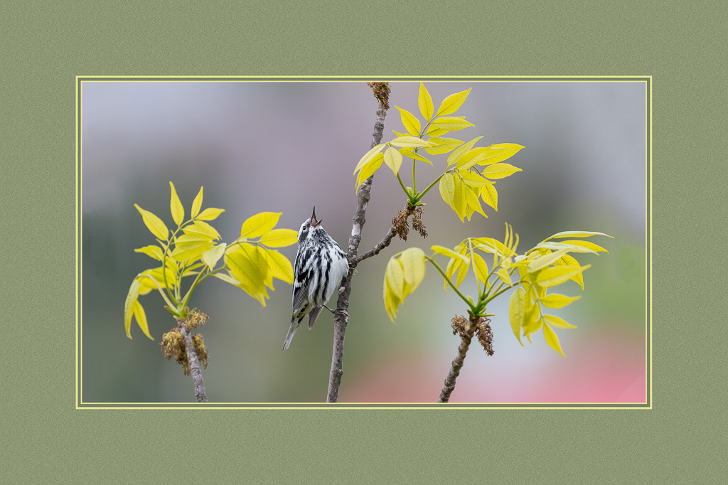 Black & White Warbler