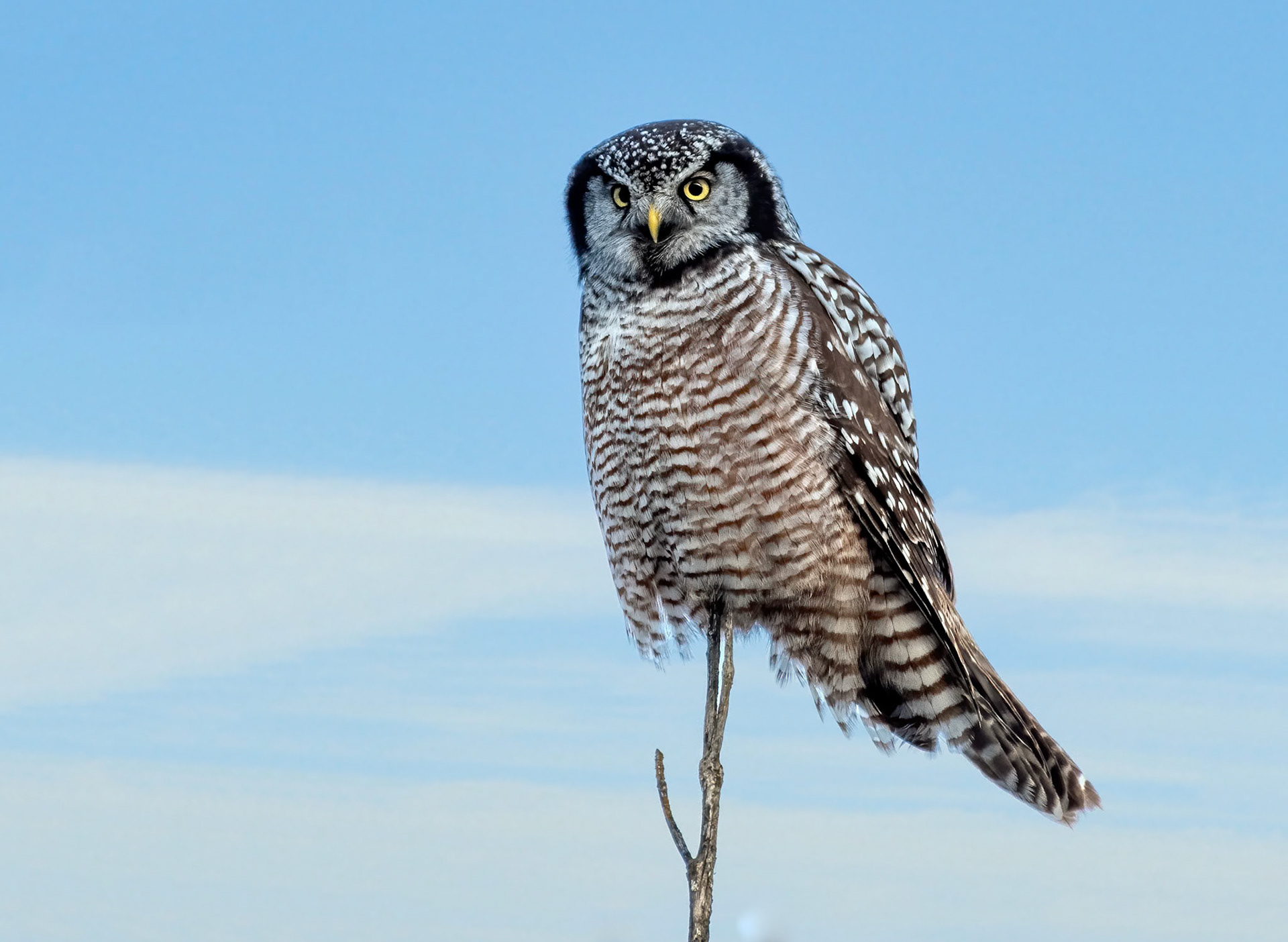 Hawk Owl