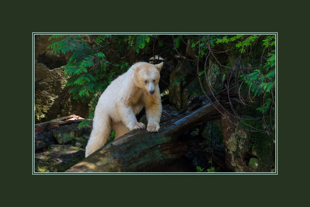 Spirit Bear