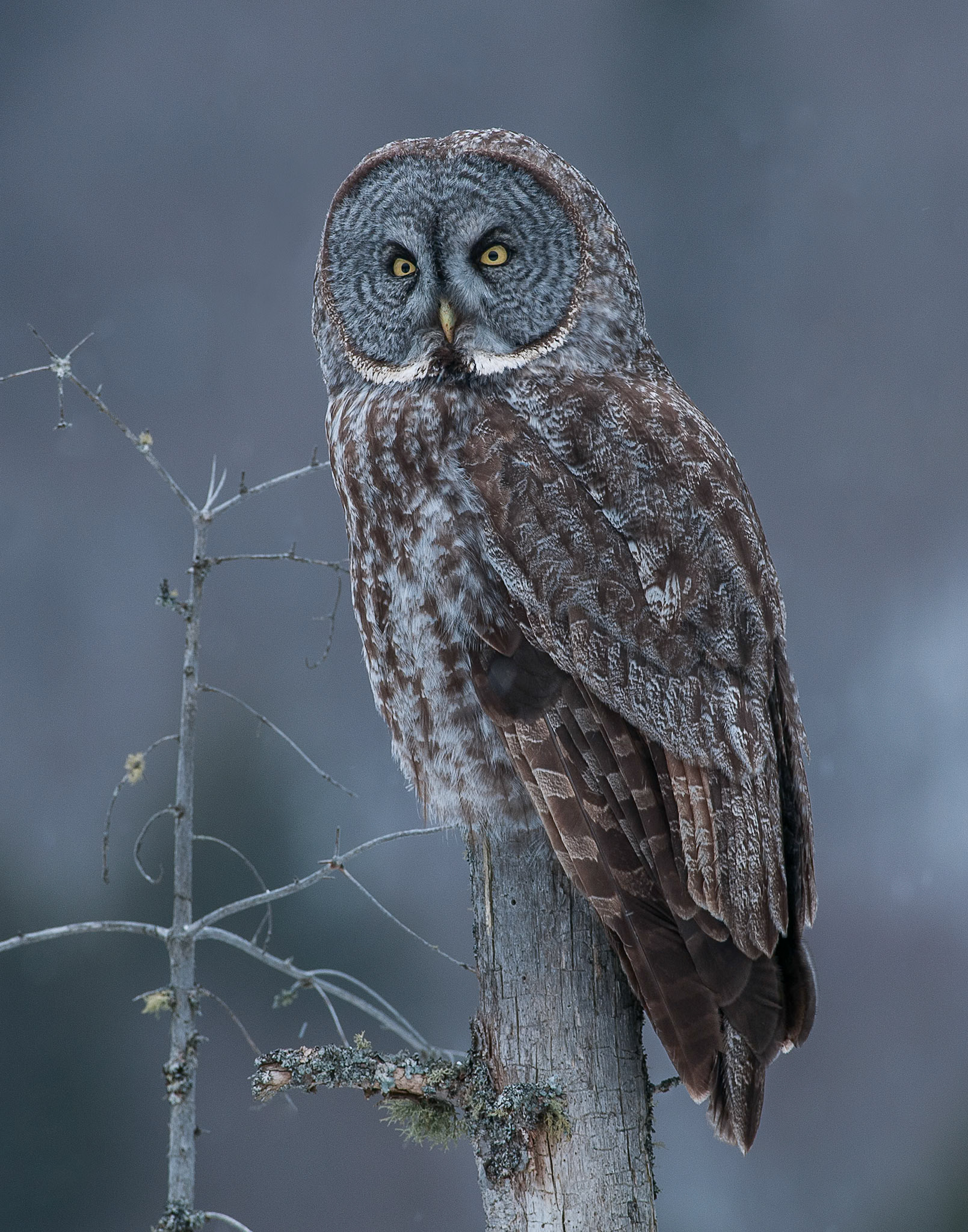 Great Grey Owl