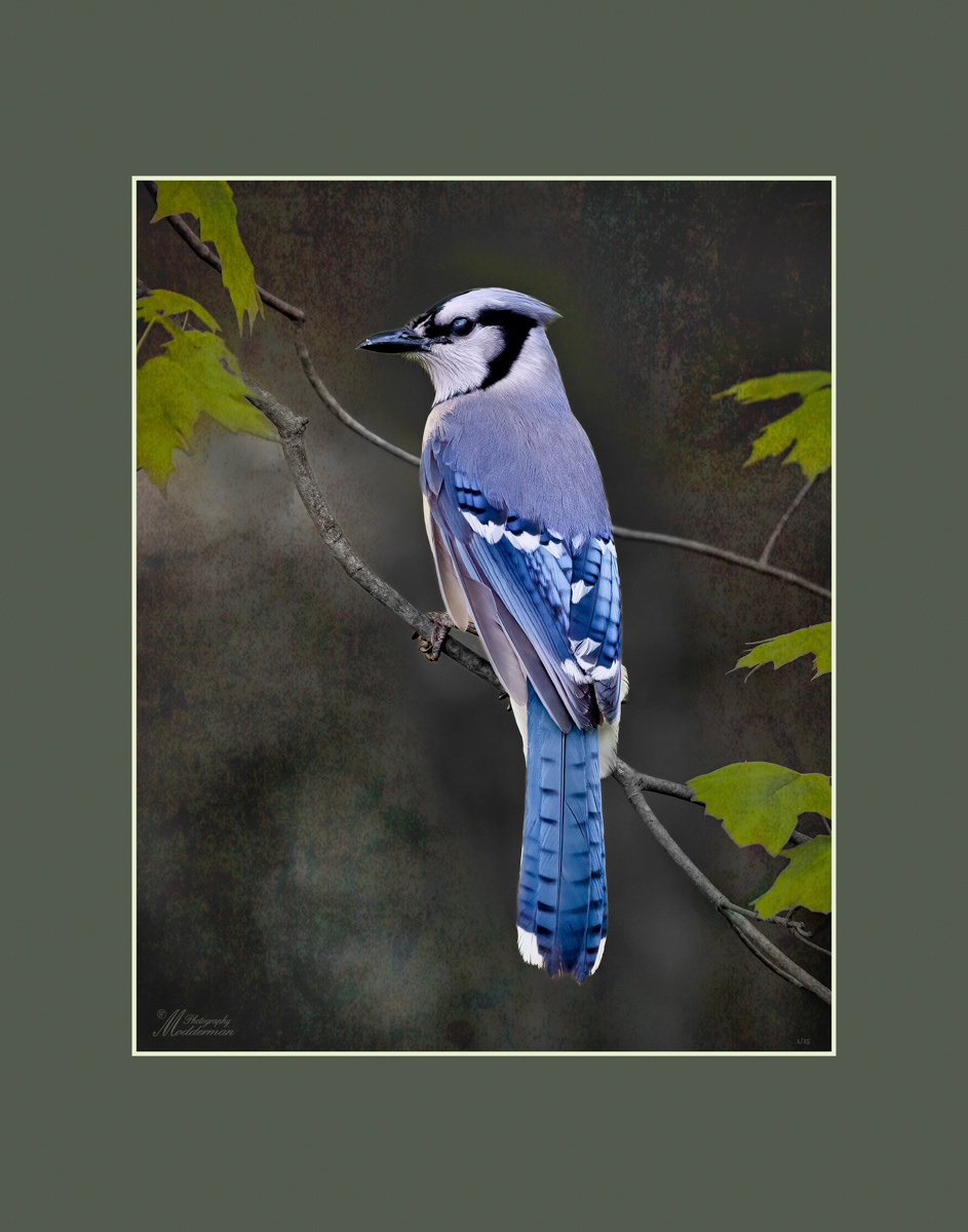 Blue Jay