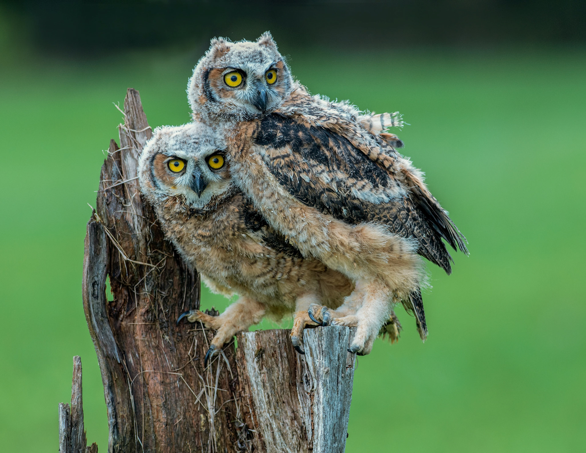 Great Horned Owlets