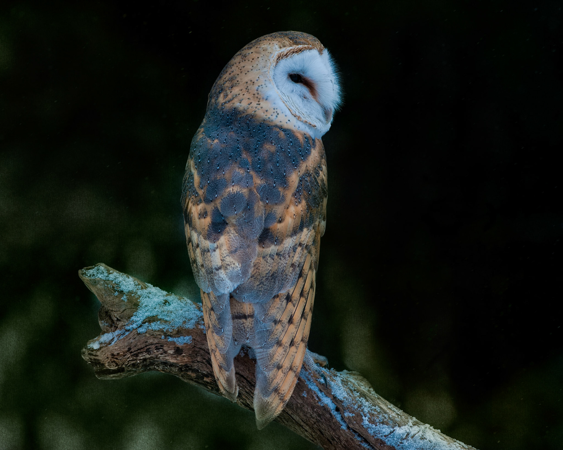 Barn Owl