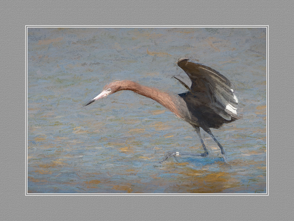 Reddish Egret