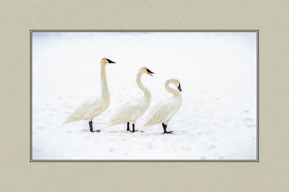 Trumpeter Swan Trio