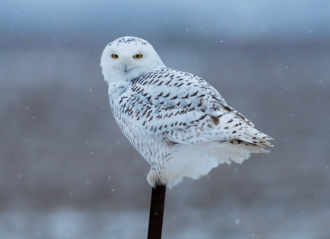 Snowy Owl 