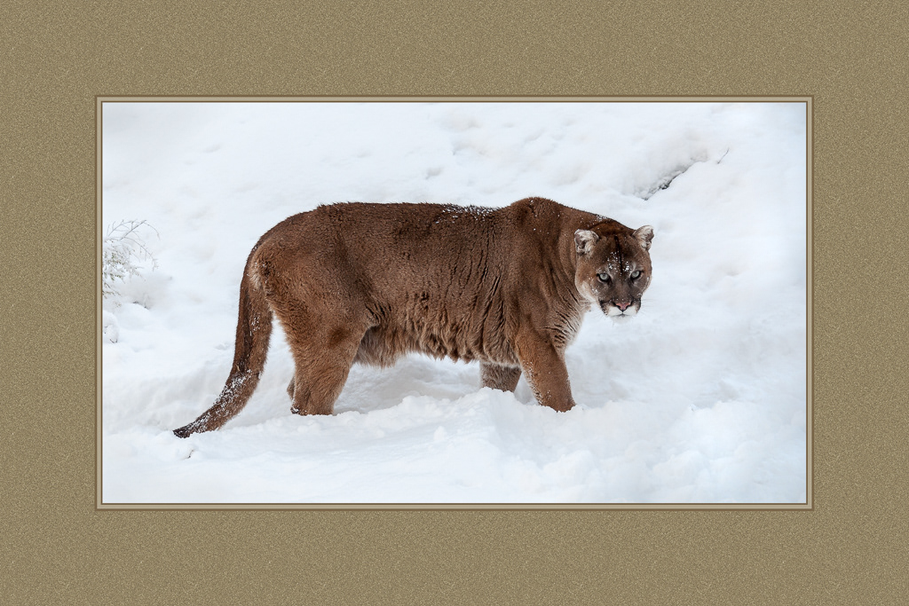 Cougar