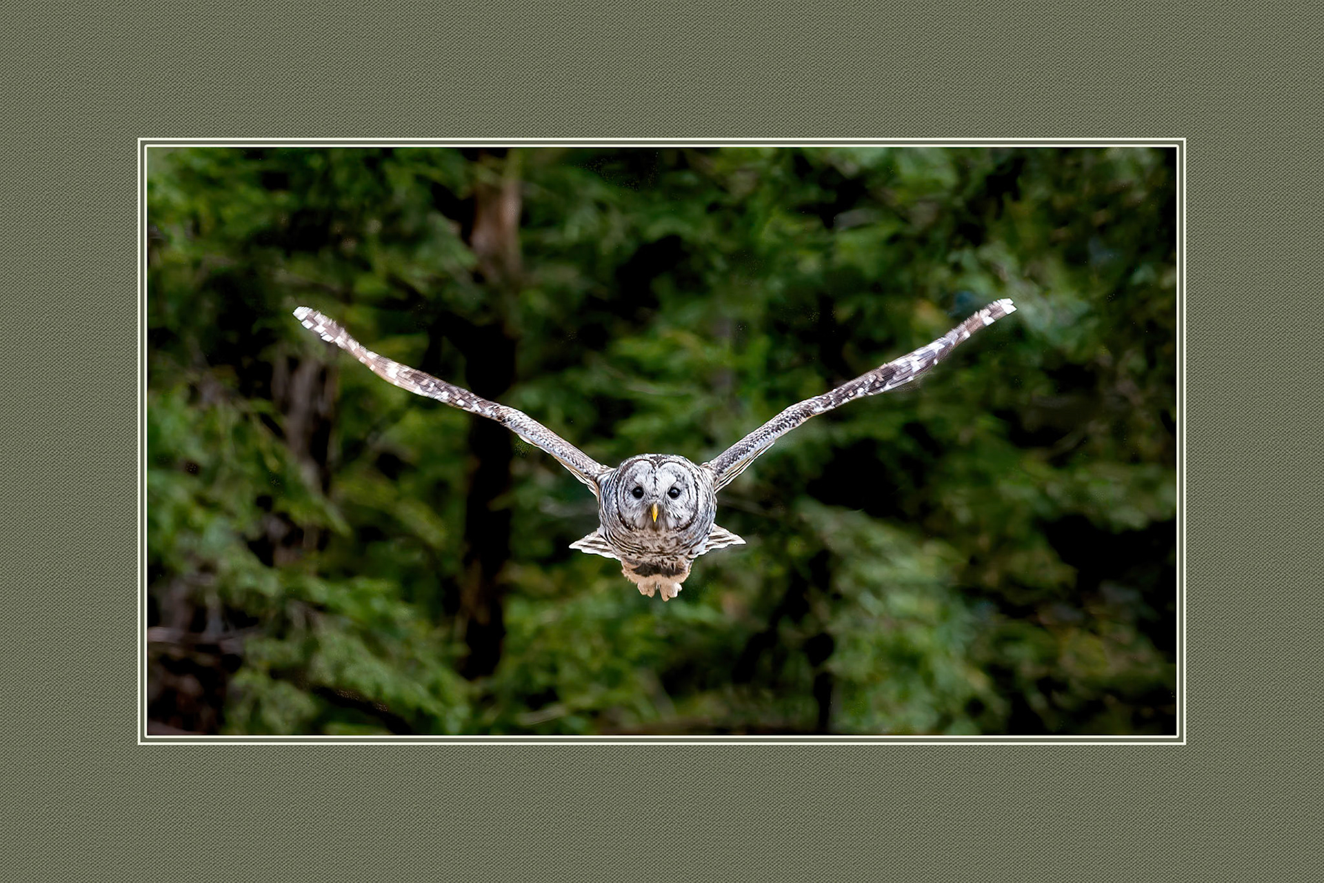 Barred Owl