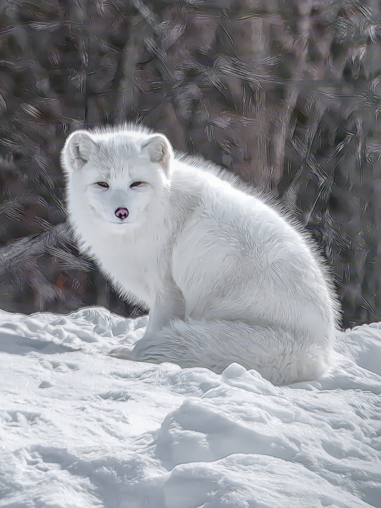 Arctic Fox