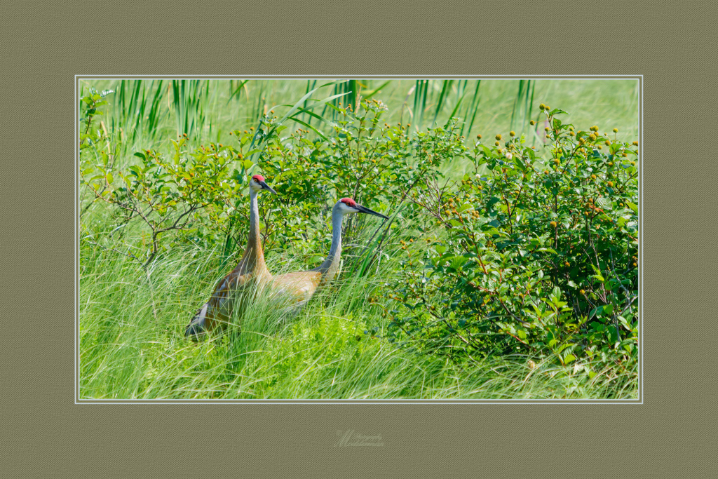 Sandhill Cranes