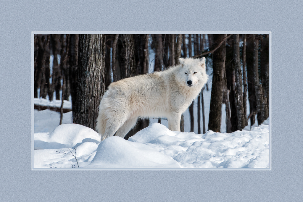 Artic Wolf