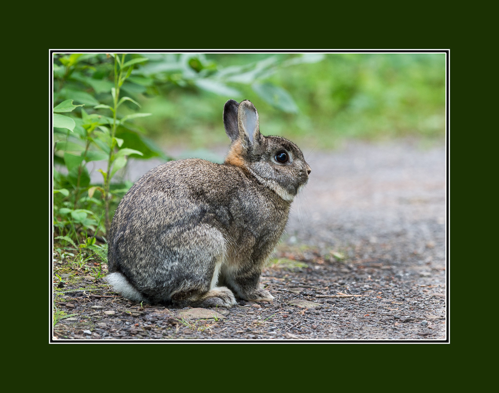 Rabbit