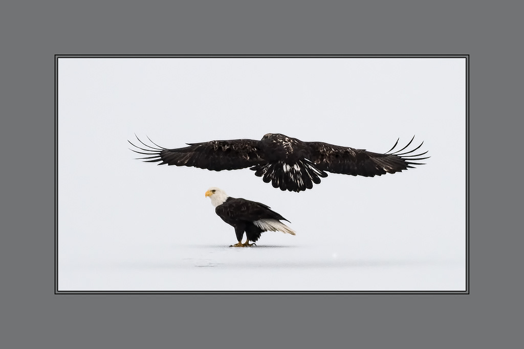 Juvenile and Adult Bald Eagles on Otty LAke