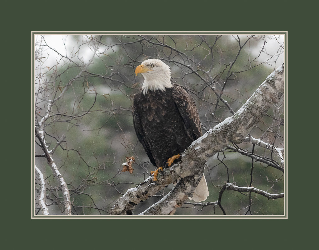 Bald Eagle, Otty Lake
