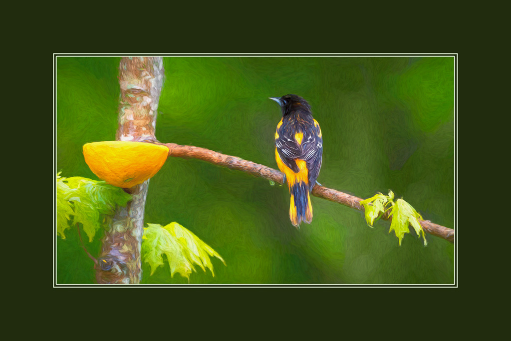 Baltimore Oriole