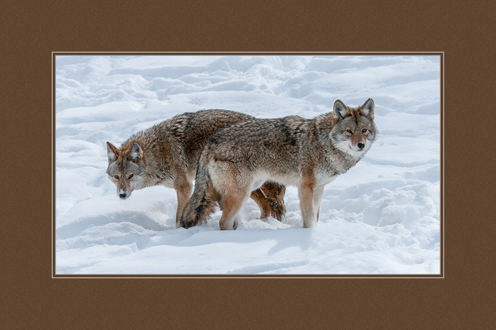 Coyotes