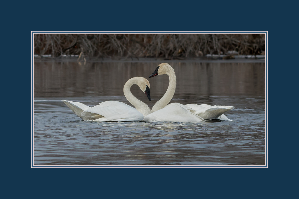 Trumpeter Swans