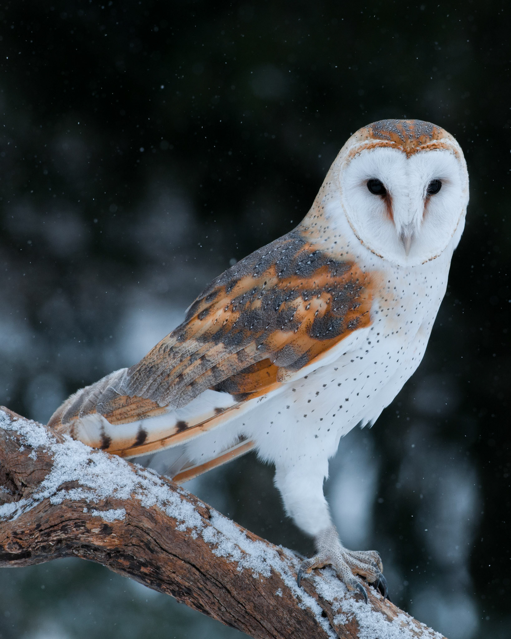 Barn Owl