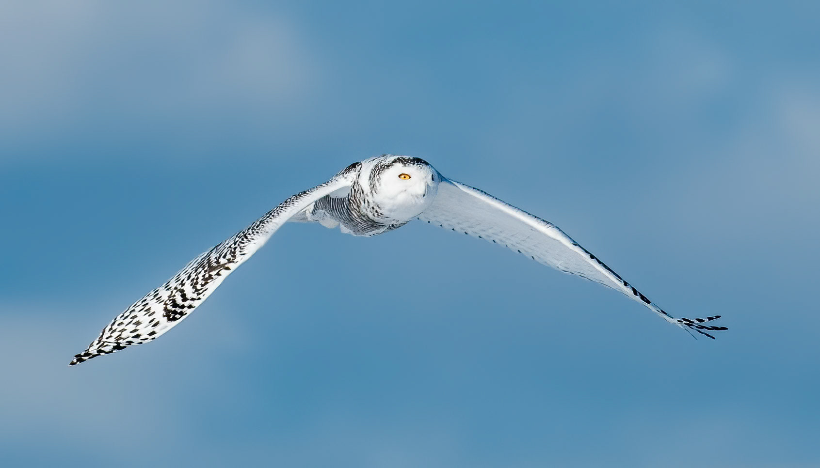 Snowy Owl