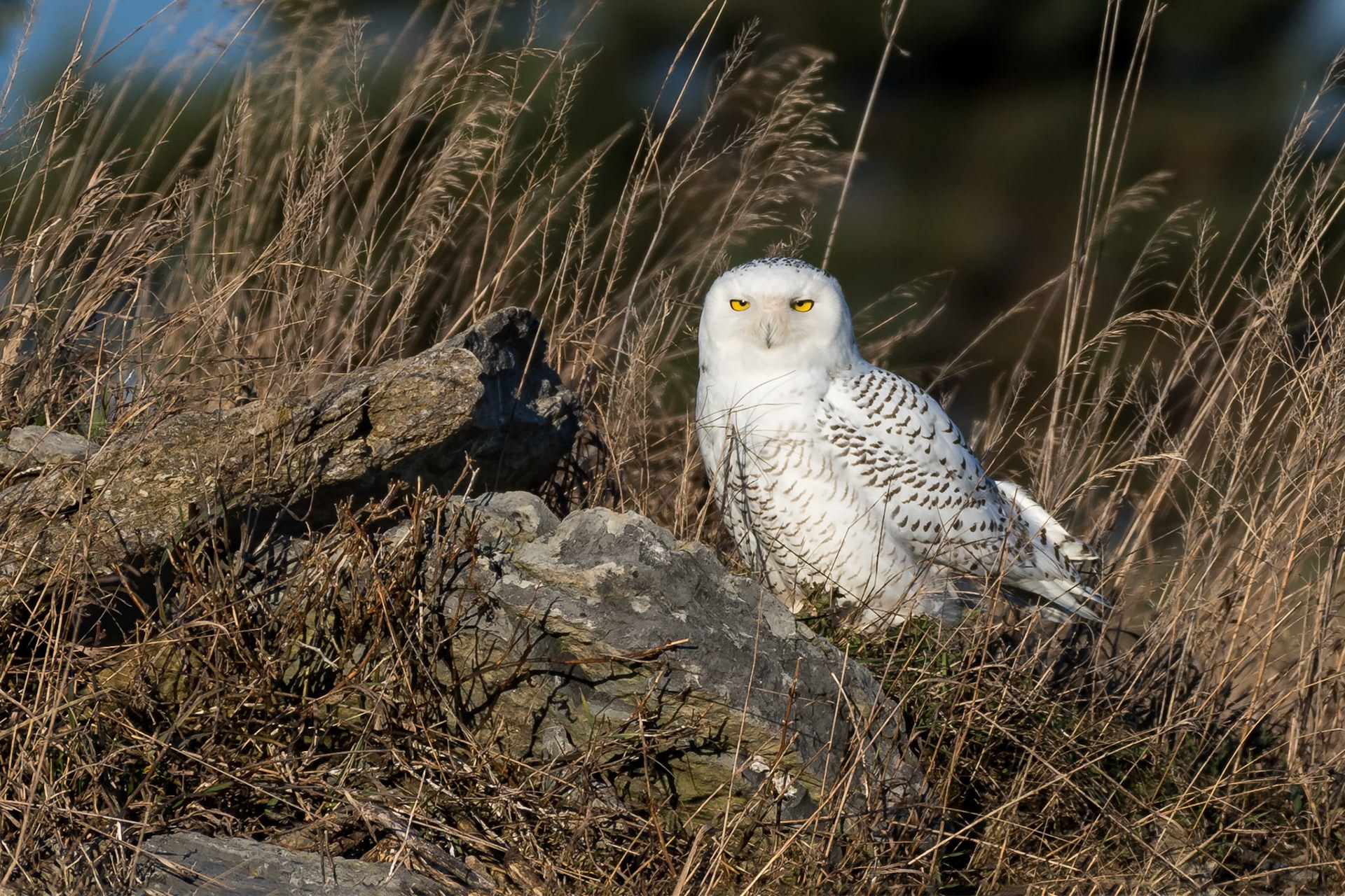 Snowy Owl