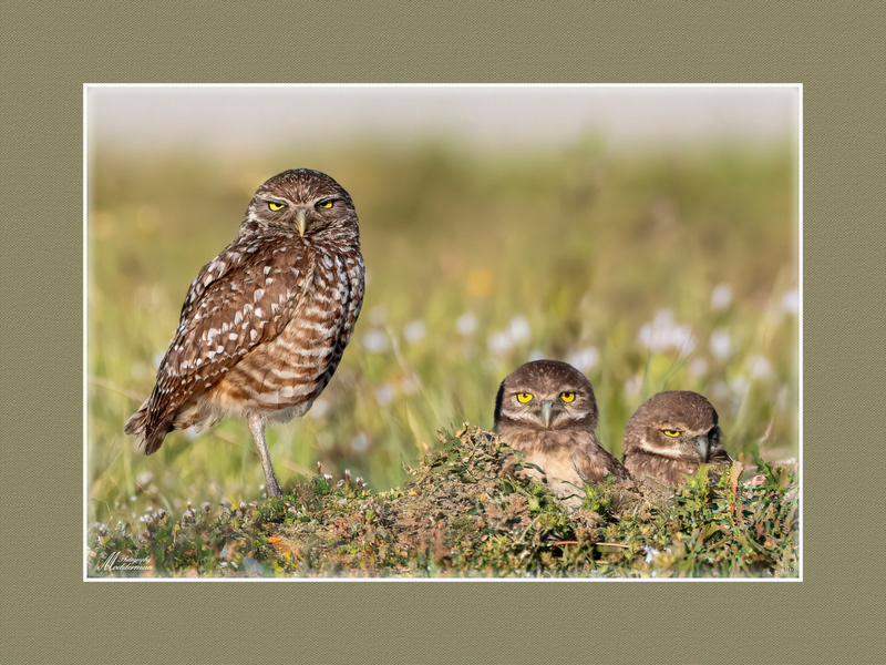 Burrowing Owl Family