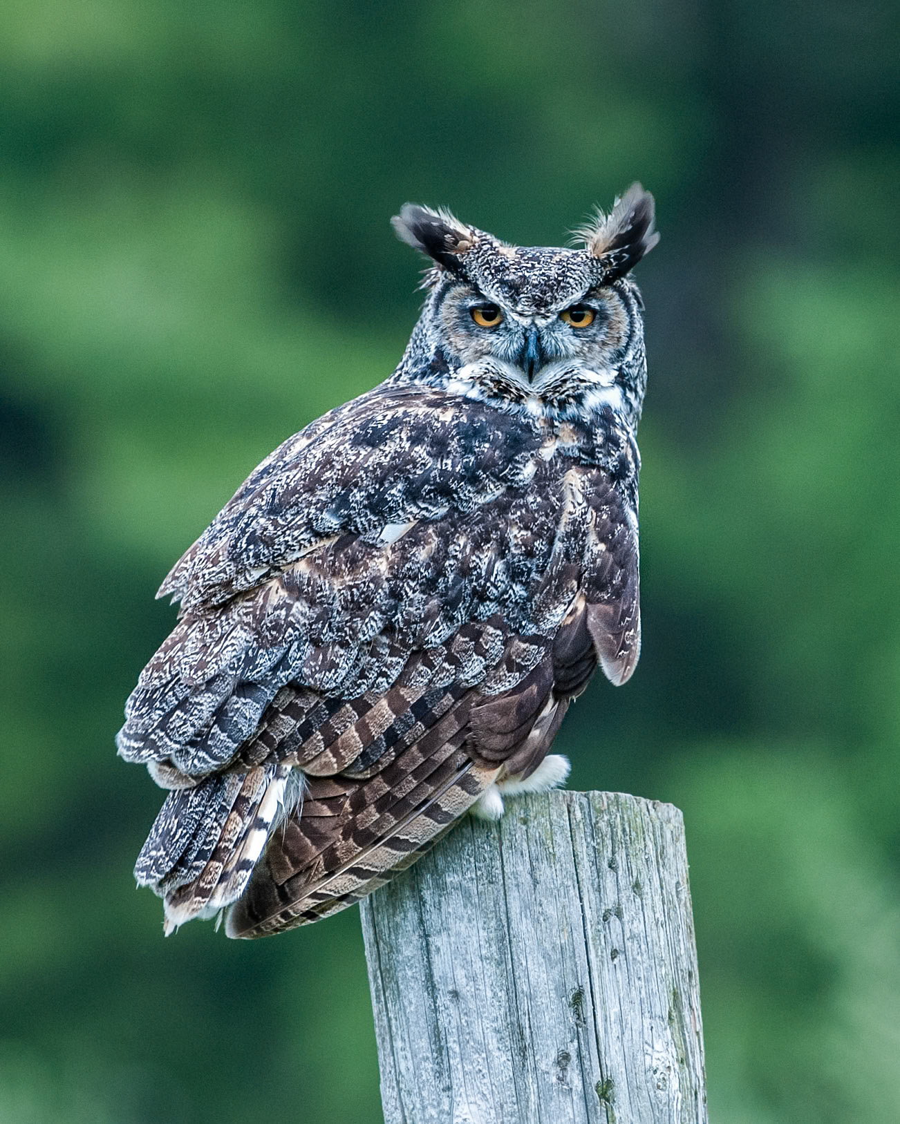 Great Horned Owl
