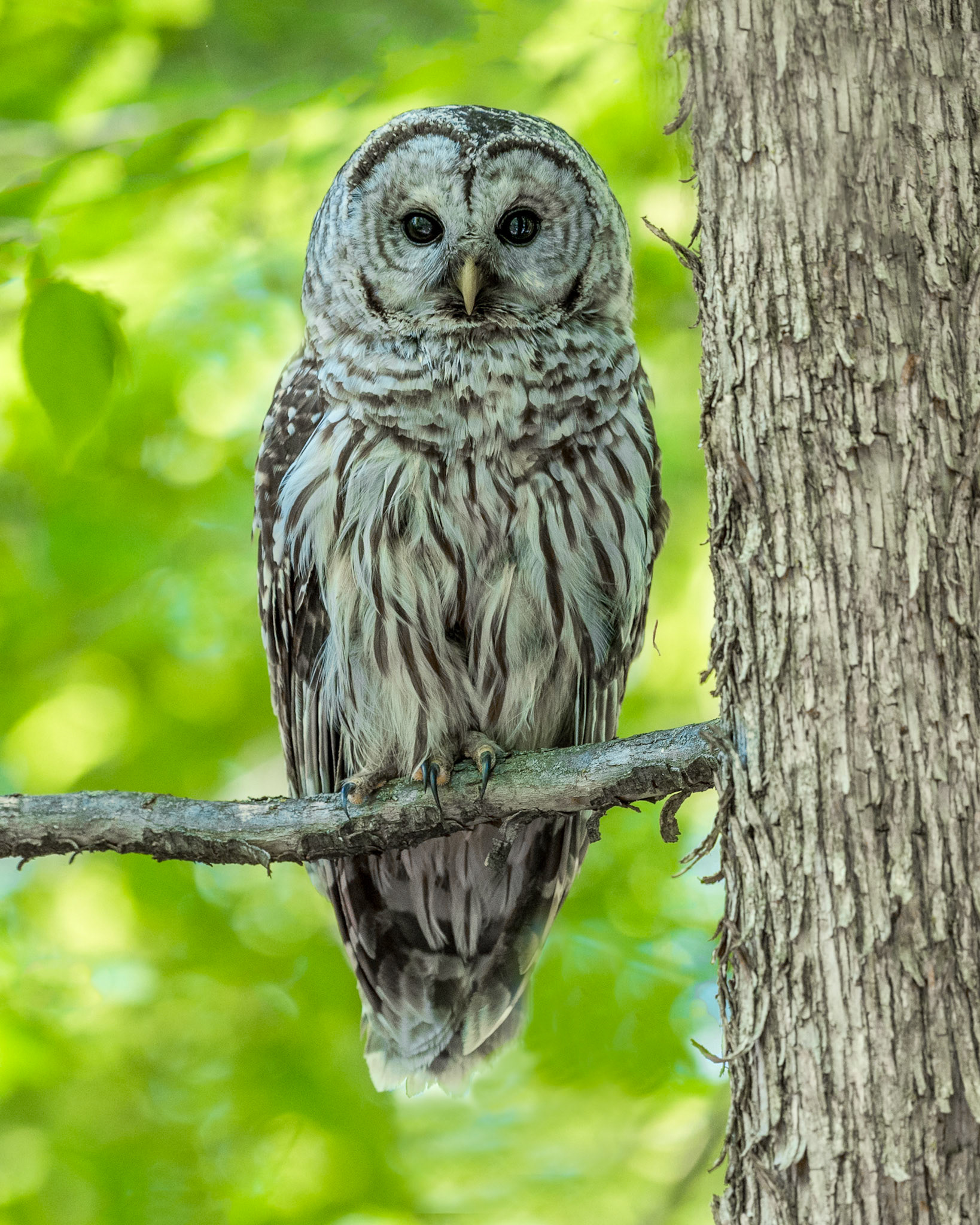 Barred Owl