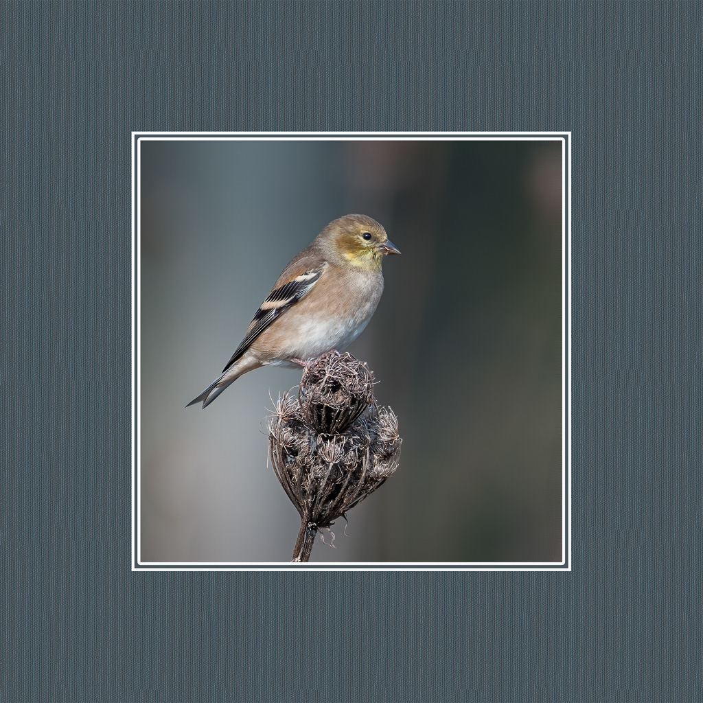 American Goldfinch