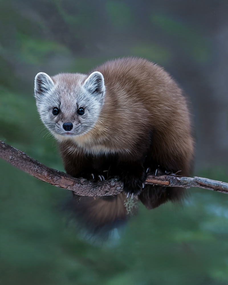 Pine Marten