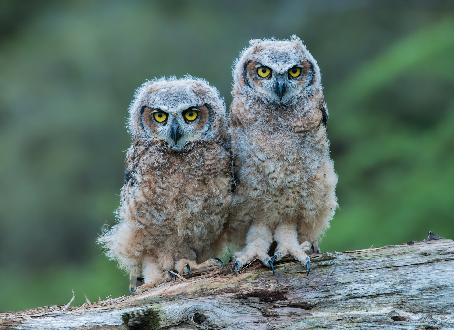 Great Horned Owlets