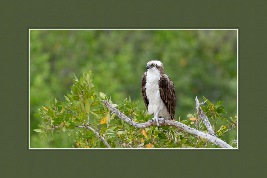Osprey