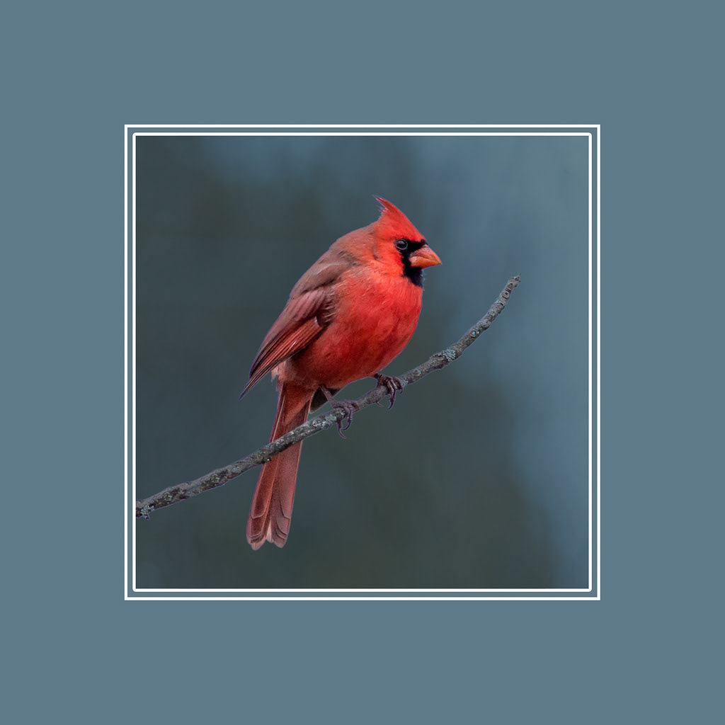 Northern Cardinal