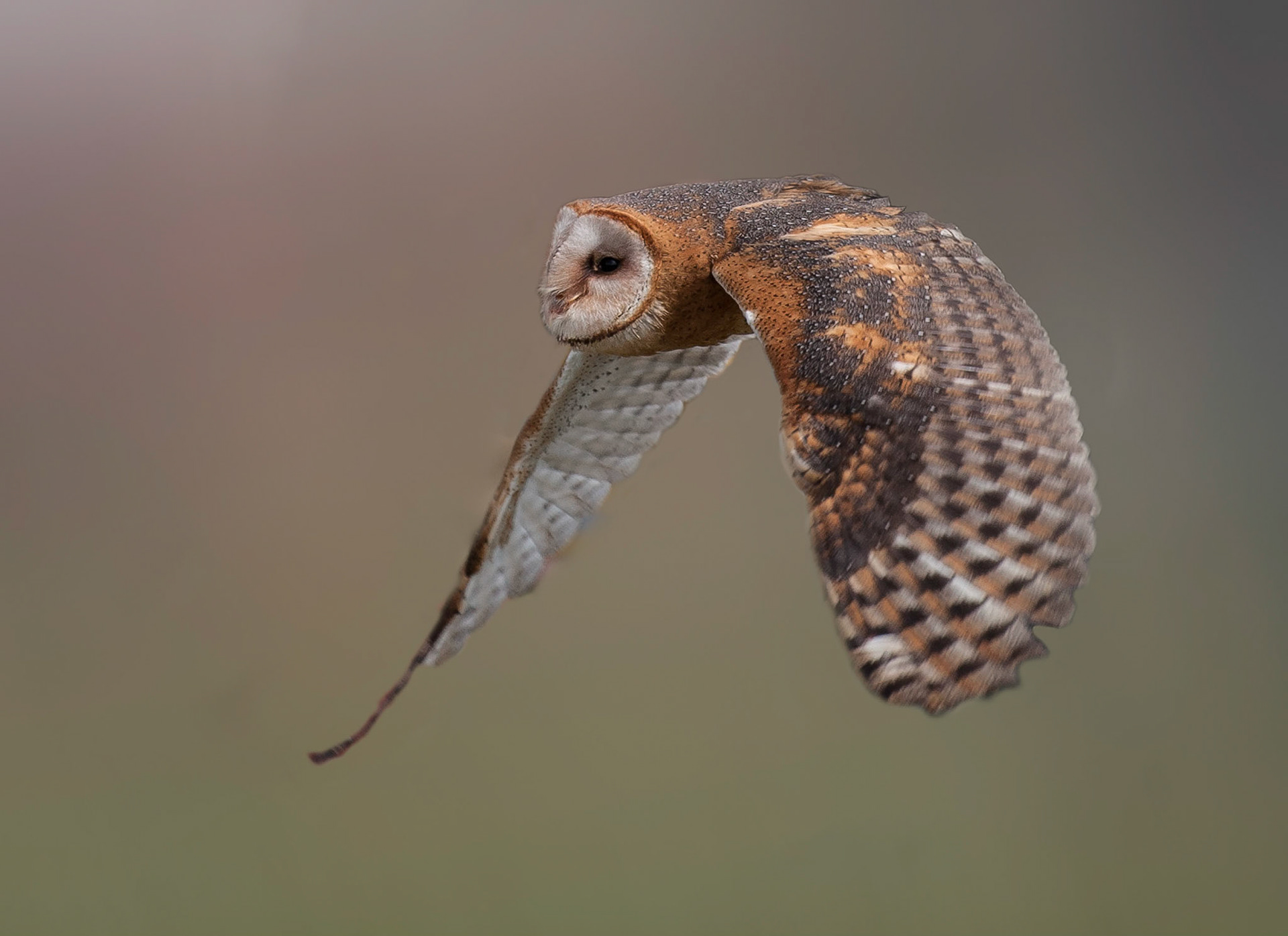 Barn Owl