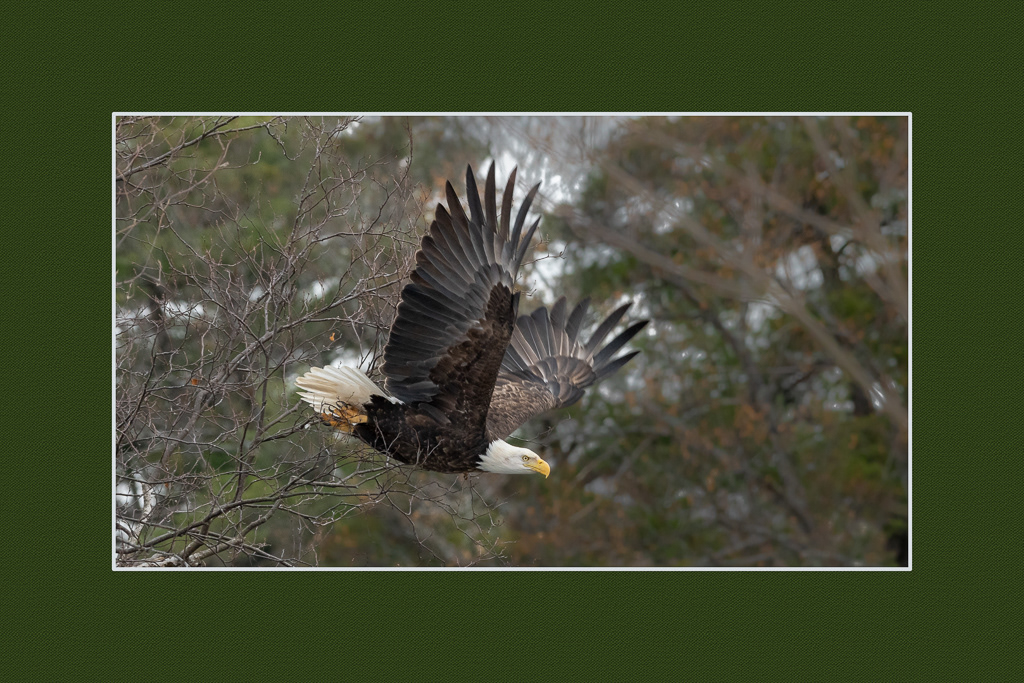 Bald Eagle, Otty Lake
