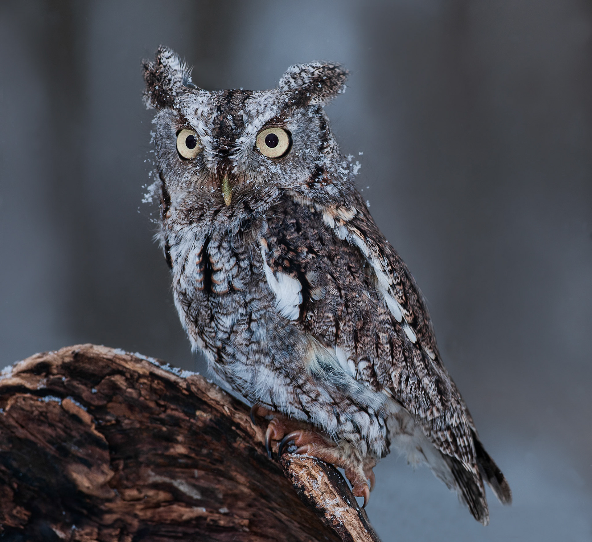 Eastern Screech Owl