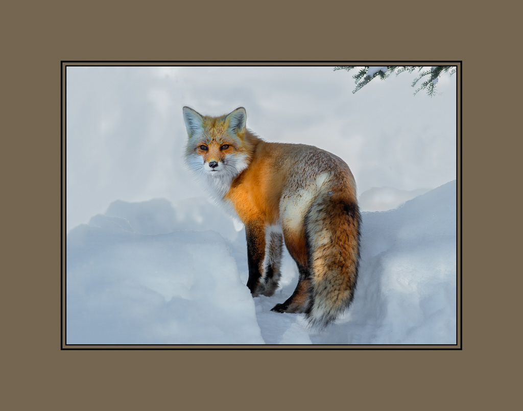 Red Fox, Algonquin Park
