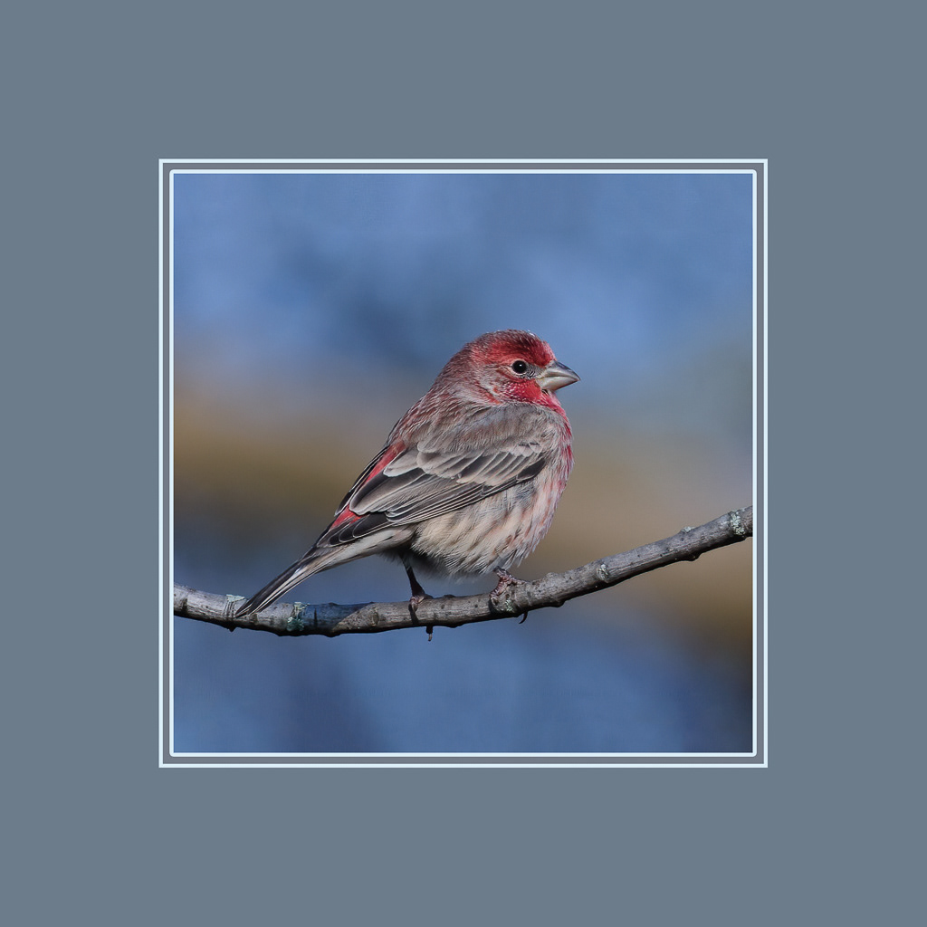 Purple Finch