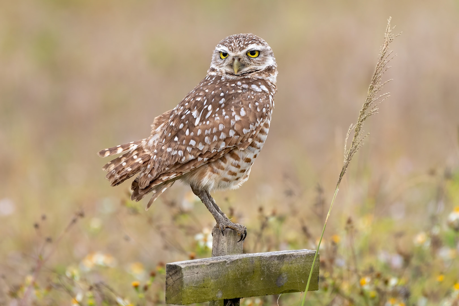 Burrowing Owl