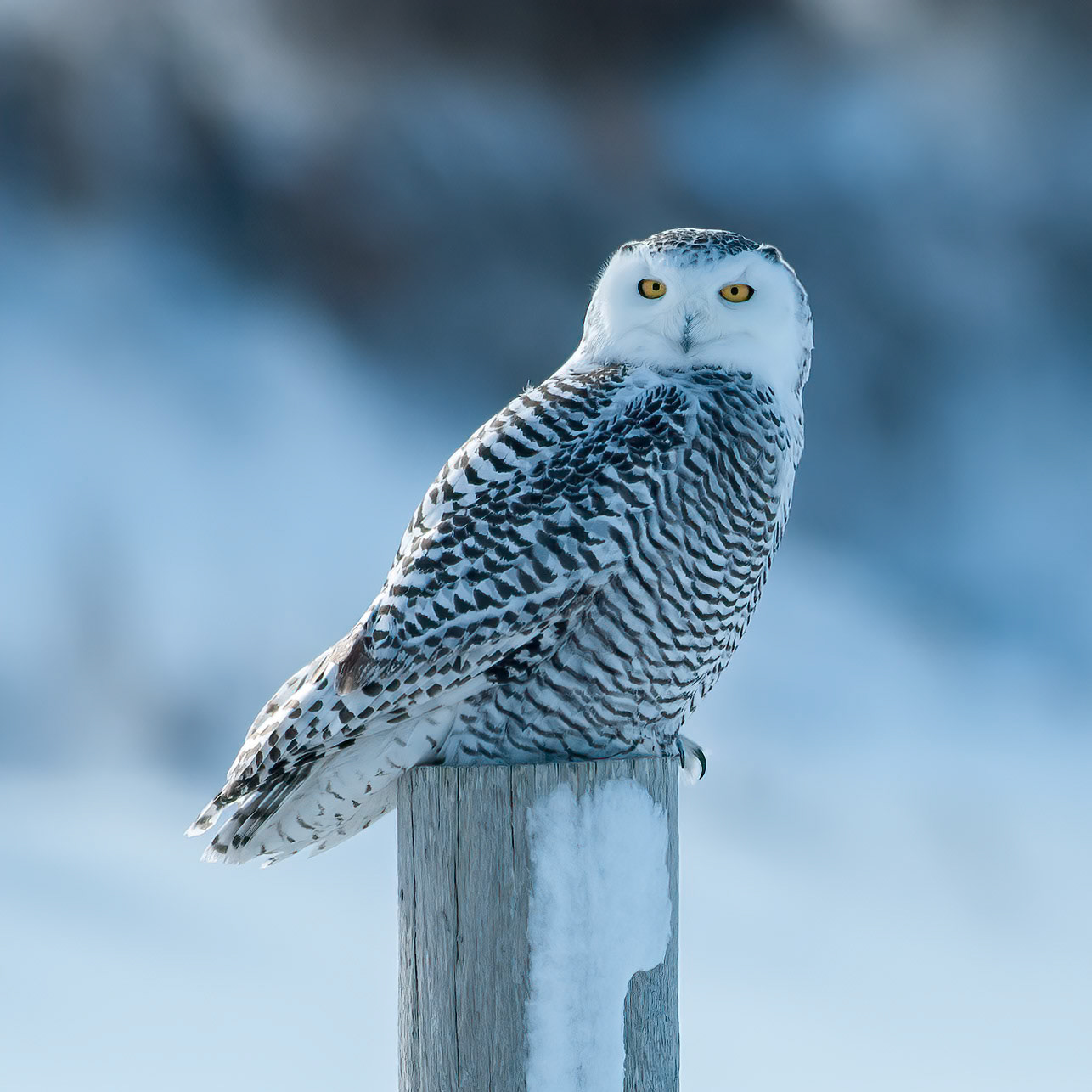 Snowy Owl