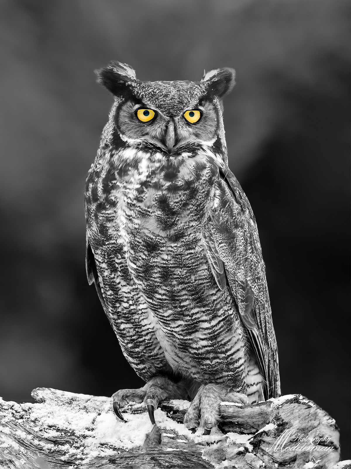 Great Horned Owl