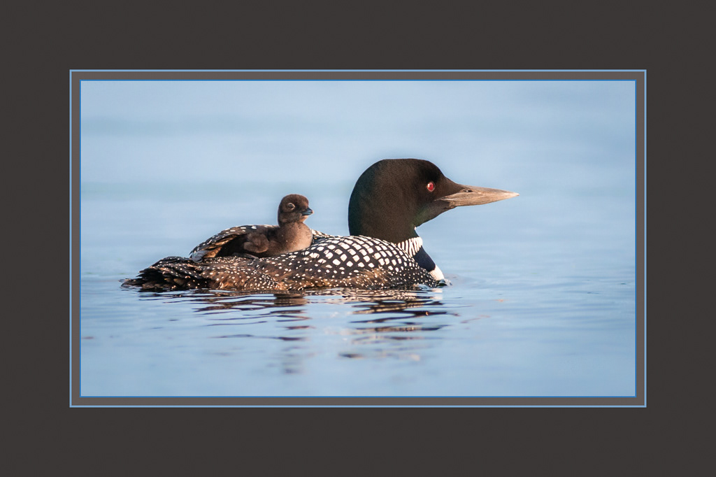 Common Loon with Chick, Otty Lake
