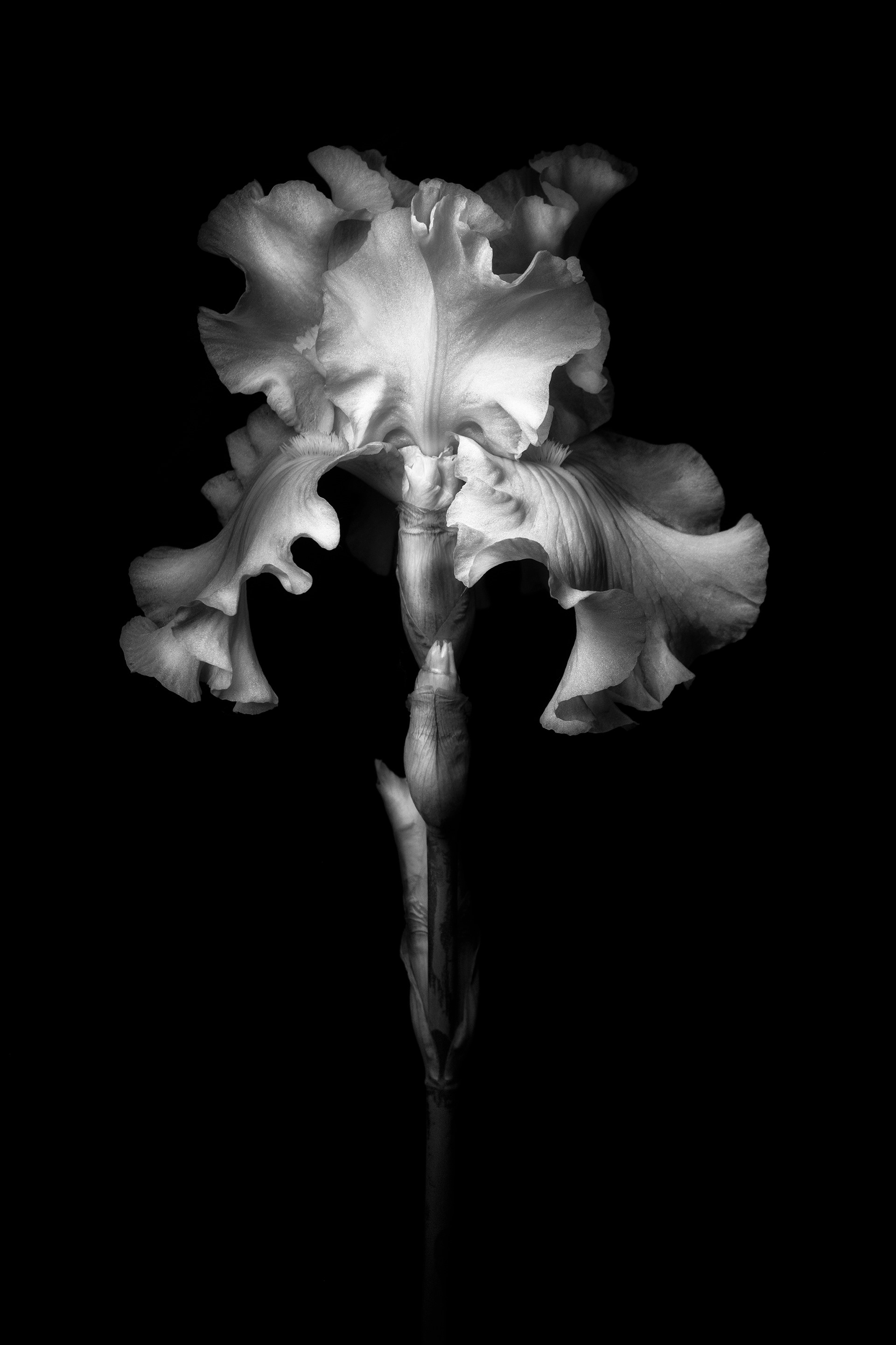 From a Seed. Honorable Mention.