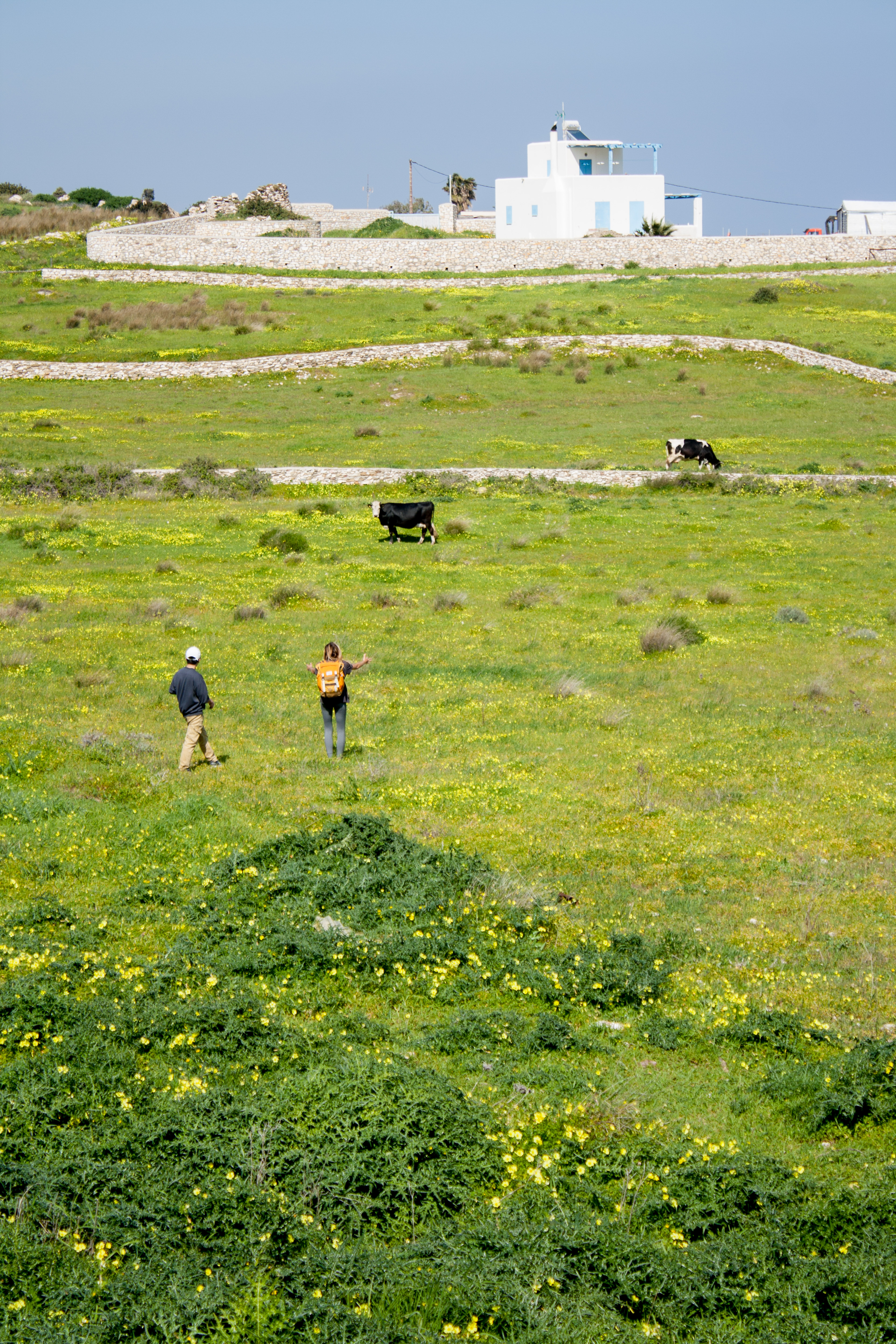 Cows in Greece, 2019