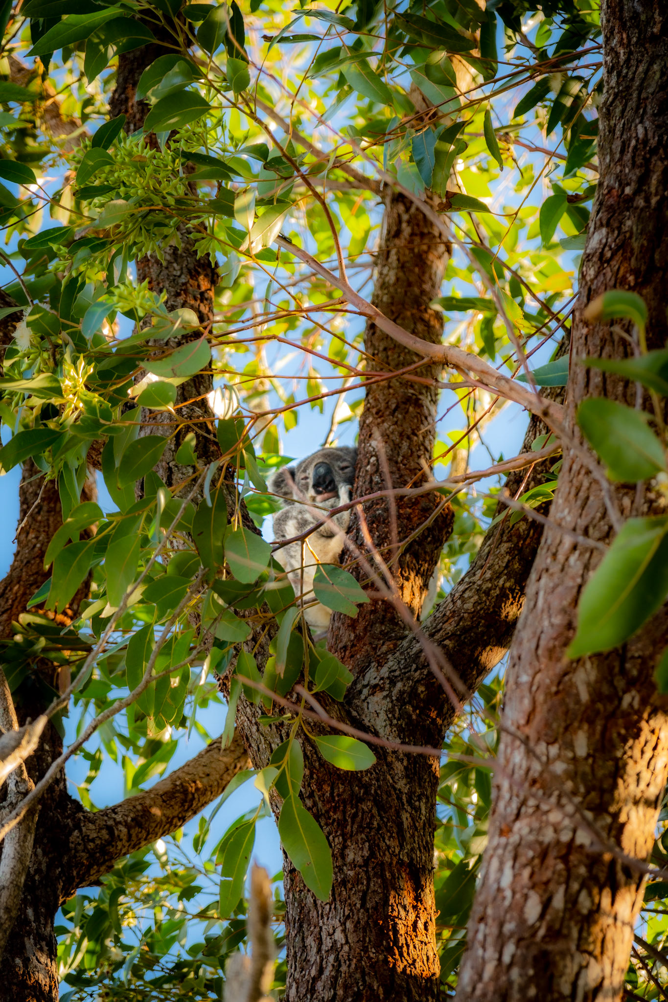 Sleeping Koala, Australia